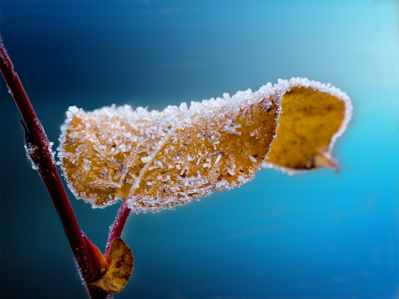 Frost on a plant leaf