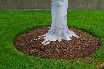 how to apply mulch washington state