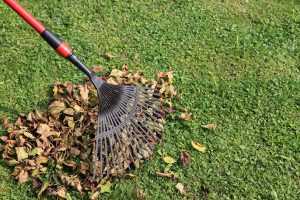 Yard Cleanups